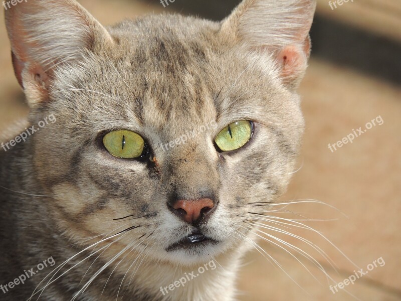 Cat Animal Green Eyes Free Photos