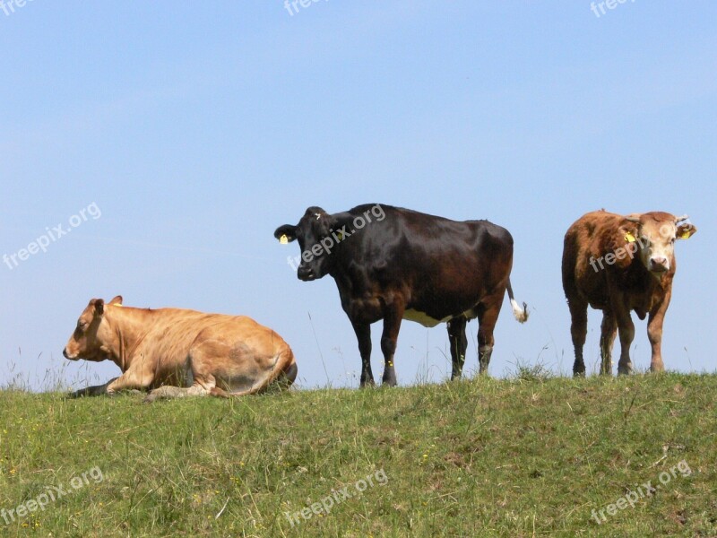 Cows Amdorf East Frisia Free Photos