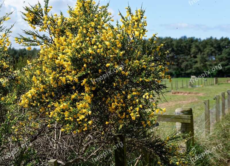 Gorse Field Fence Grass Moor