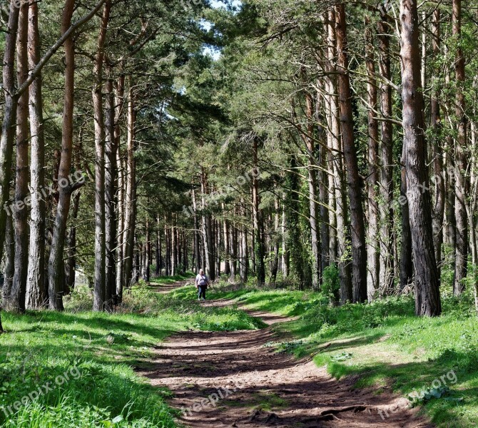 Trees Wood Nature Forest Natural