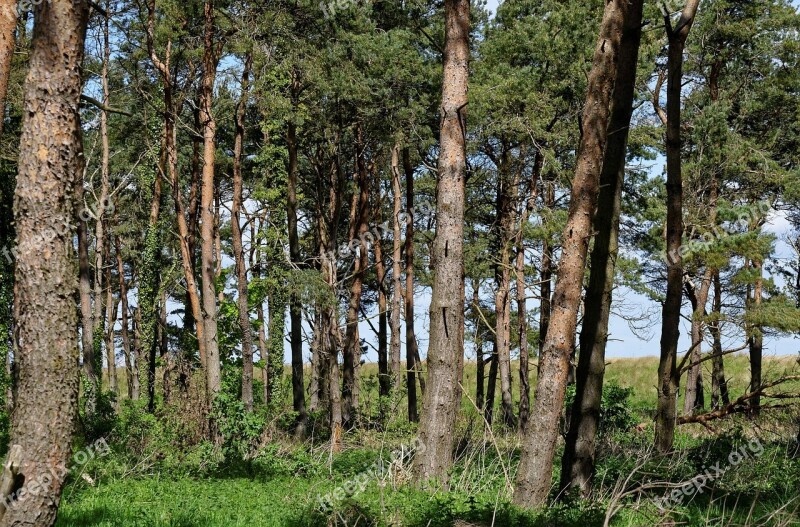 Trees Wood Nature Forest Natural