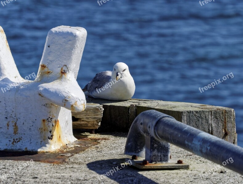 Seagull Pier Sea Water Nature