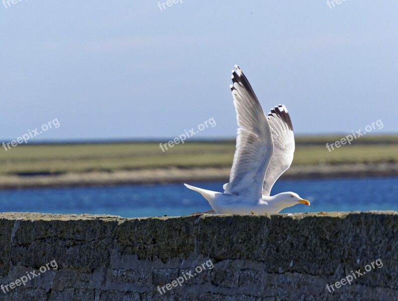 Seagull Flying Sea Sky Wildlife