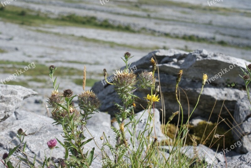 Flora Nature Wild Plant Wild Flower Thistle