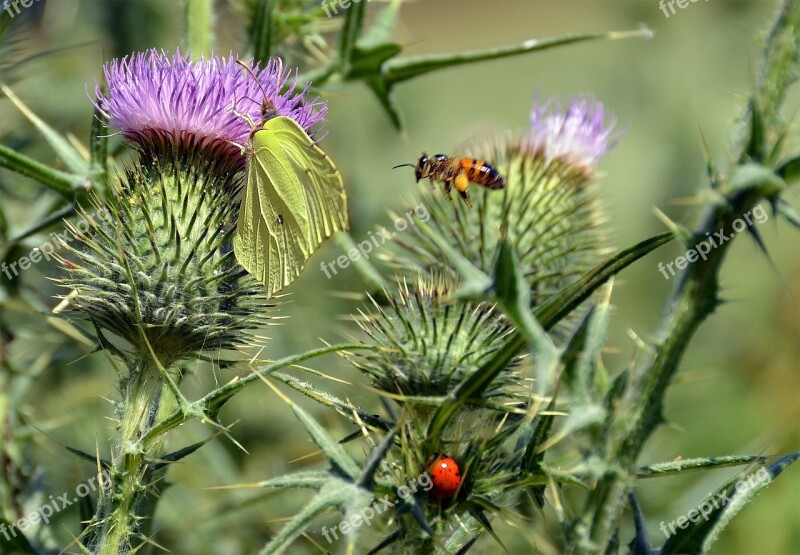 Thistles Gonepteryx Rhamni Bee Ladybug Free Photos