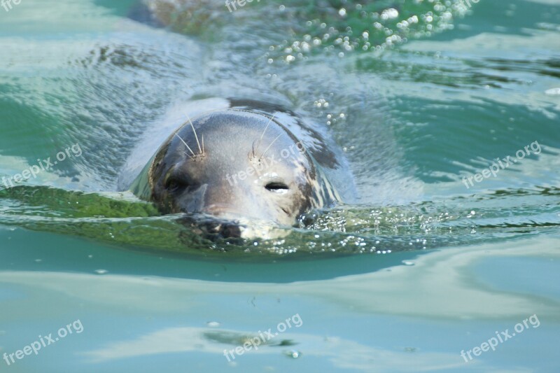 Seal Phoca Vitulina Robbe Dog Seal Animal