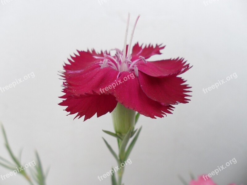 Clove Flower œillet Plant Free Photos