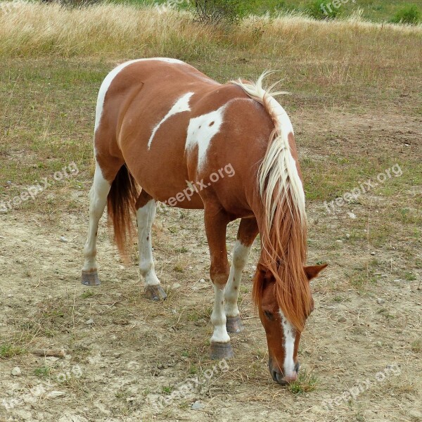 Animal Horse Equine Domestic Animal Pasture