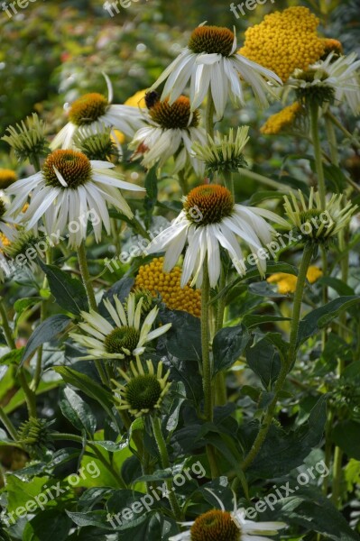 Asteraceae Flowers Summer Garden White Yellow