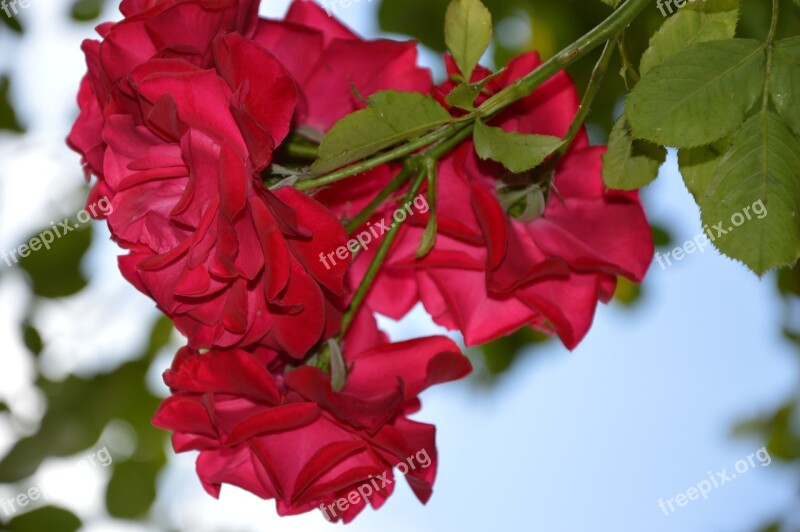 Rose Climbing Rose Red Flowers Free Photos