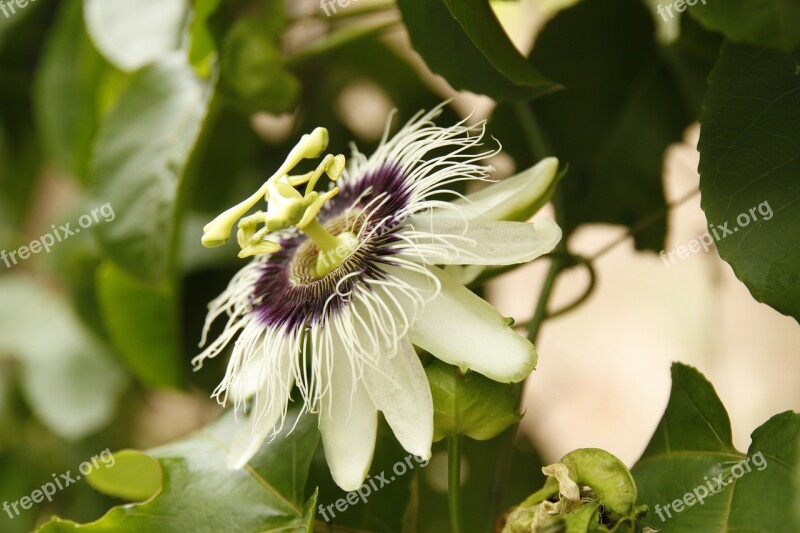 Flower Passion Fruit Nature Color Free Photos