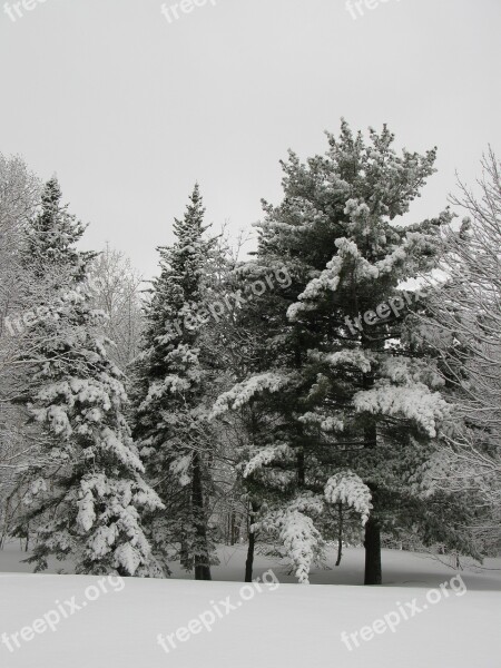 Winter Nature Fir Snow Pine