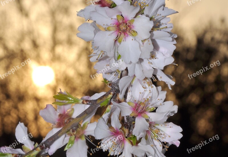 Almond Flowering Tree Spring Free Photos