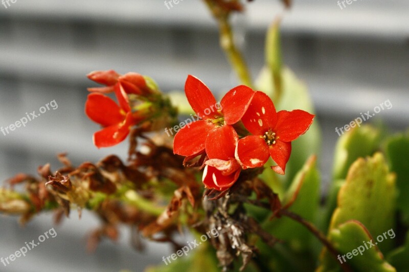 Flower Red Reddish Small Fundidora