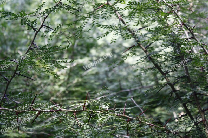 Thorns Cruz Grass Free Photos