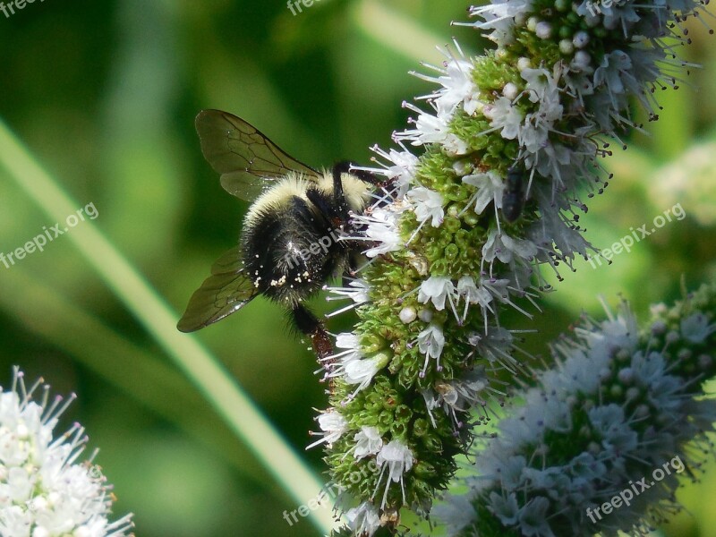 Bumble Bee Bee Insect Nature Pollen