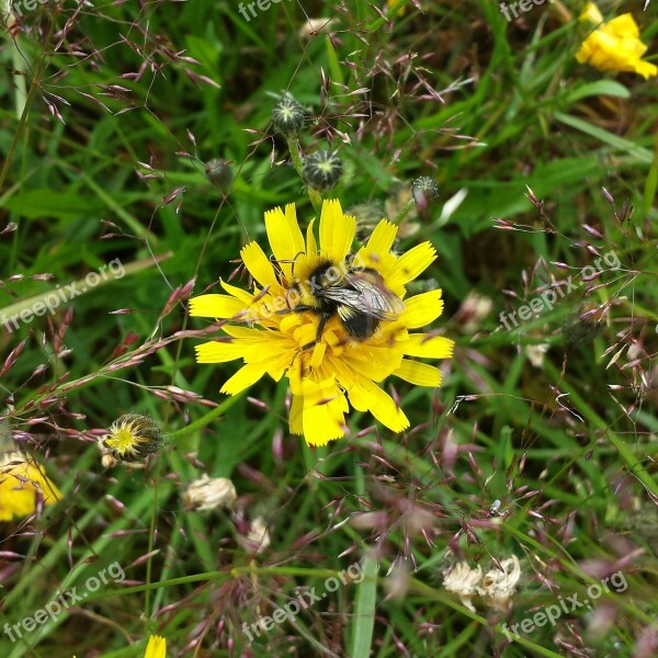 Flockfibbla Yellow Bumblebee Free Photos