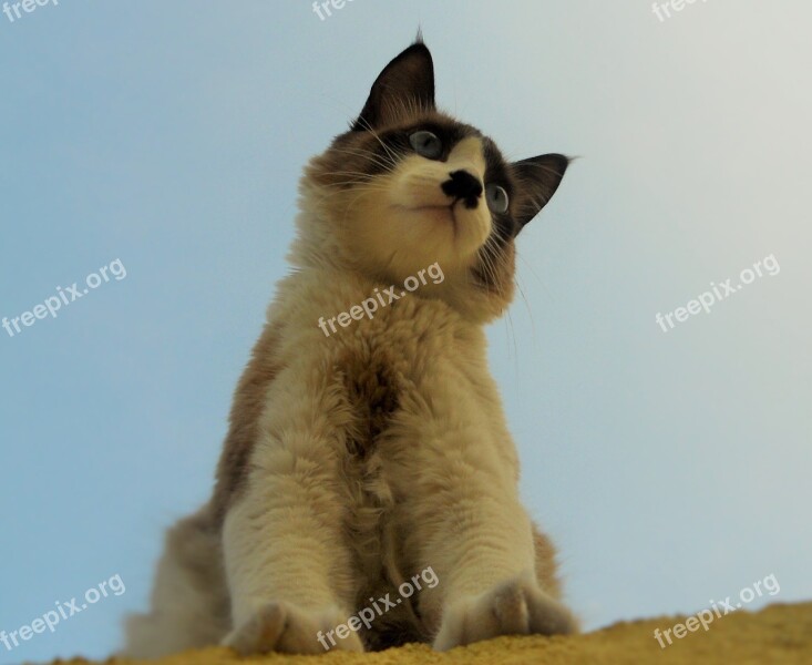 Cat Siamese Feline Free Photos