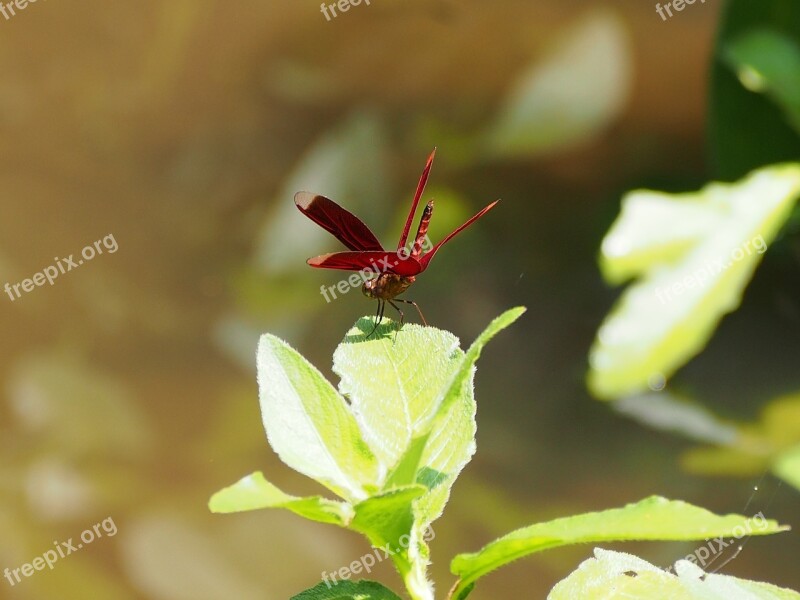 Dragonfly Red Rest Free Photos