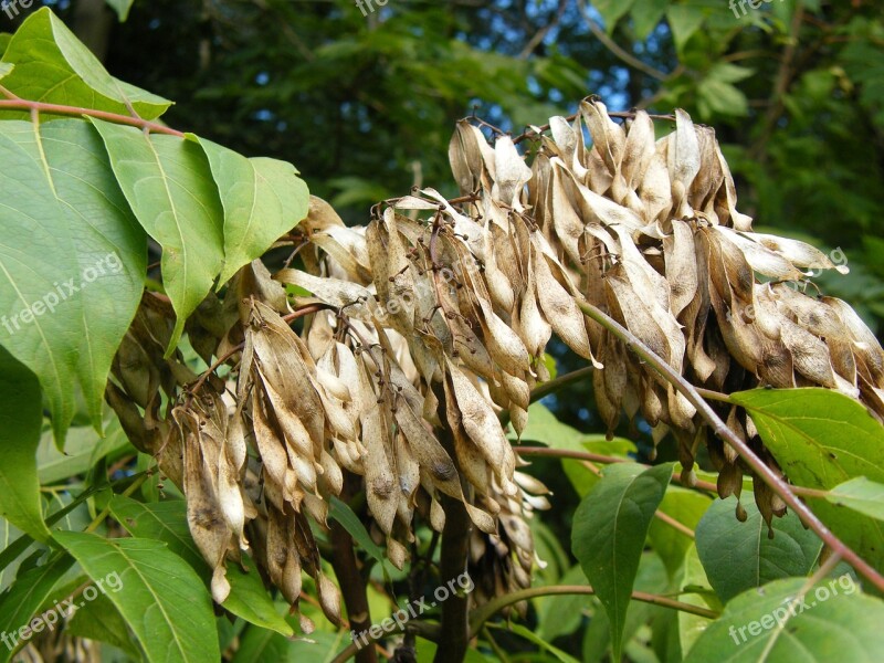 Ailanthus Altissima Tree Of Heaven Ailanthus Tree Flora