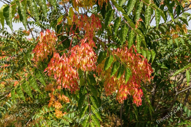 Ailanthus Altissima Tree Of Heaven Ailanthus Tree Flora