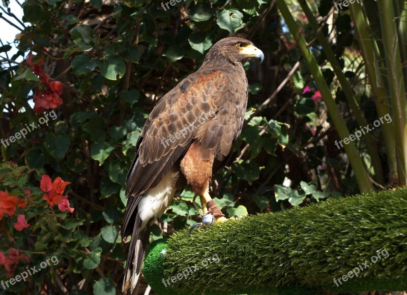 Parabuteo Unicinctus Bay-winged Hawk Dusky Hawk Hawk Predator