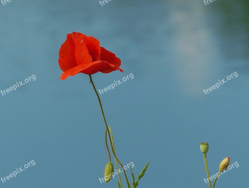 Poppy Red Poppy Poppies On The Water Red Wild Plant