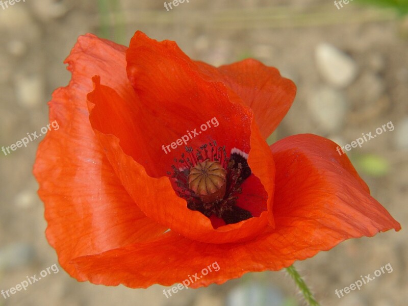 Poppy Red Poppy Flower Fragile Red