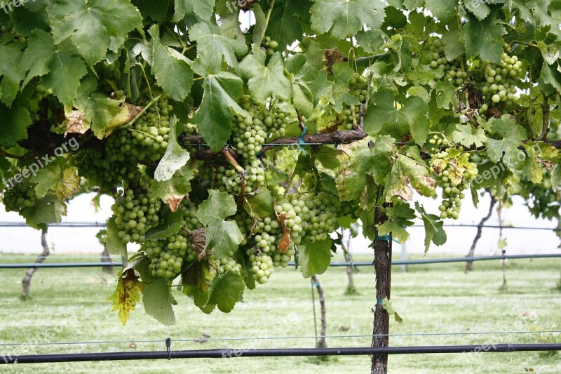 Vineyard Grapes Plant Vine Close