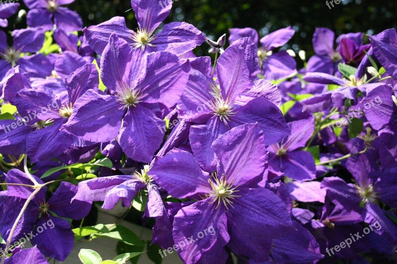 Clematis Flowers Purple Sunny Spring