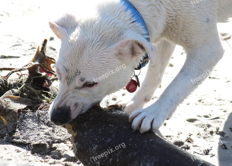 Dog Fur Wet White Bite