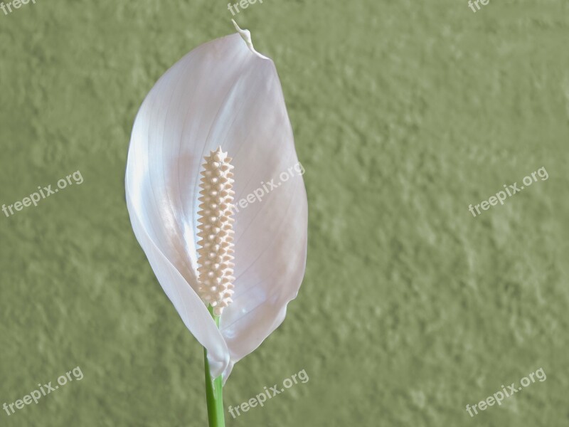 Flower White White Flower Delicate Green