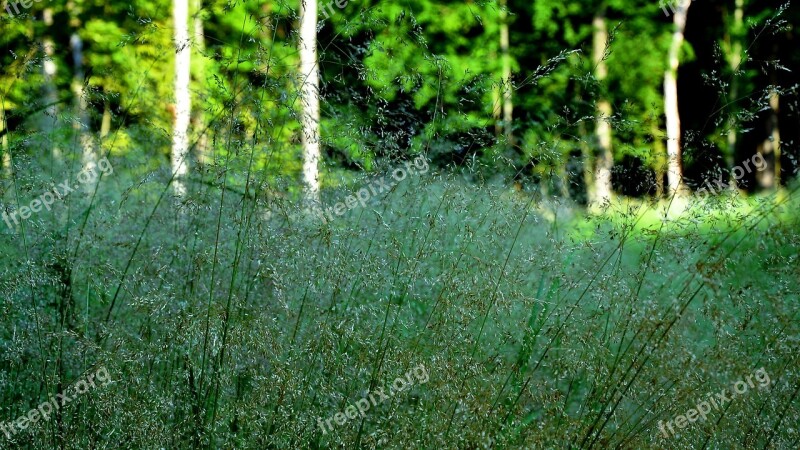 Flowering Grass Forest Summer Herbs Free Photos