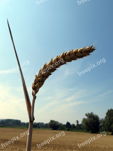 Grain Cereals Spike Food Fields