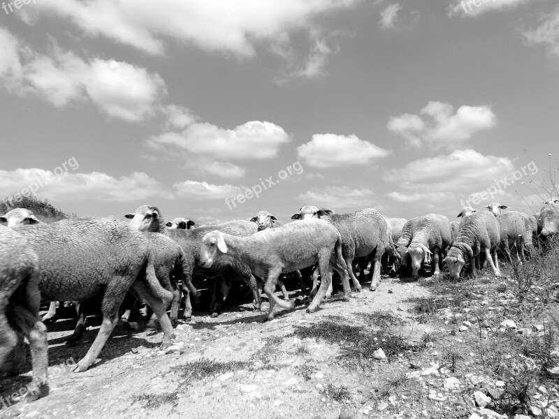 Sheep The Flock Sky Nature Pet