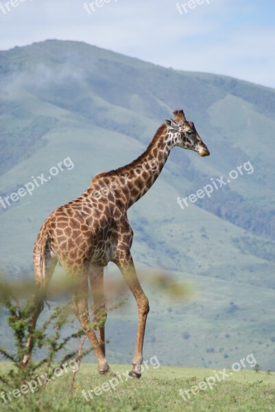 Giraffe Africa Animals Free Photos