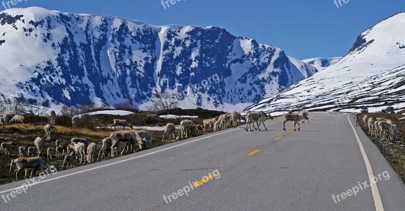 Reindeer Pack Animal Pack Mammal Norway