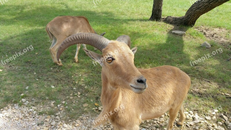 Ram Animal Goat Livestock Natural