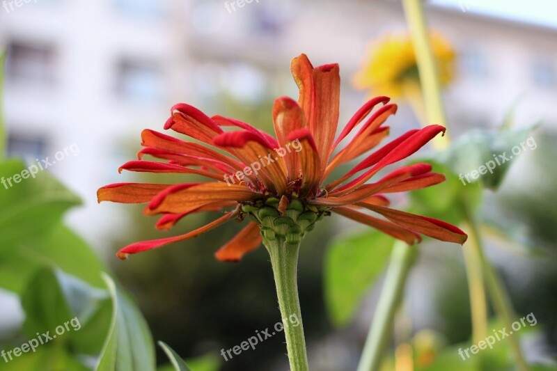 Red Daisy Separated Cable Orange Jumpy