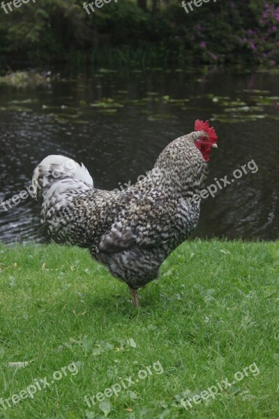 Chicken Rooster Animal Poultry Hen