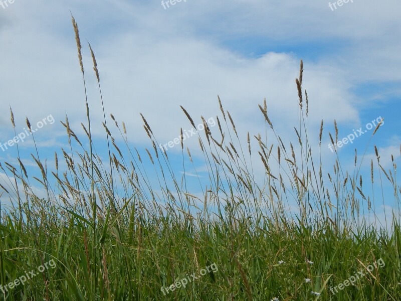 Prairie Tall Grass Sky Saskatchewan Canada