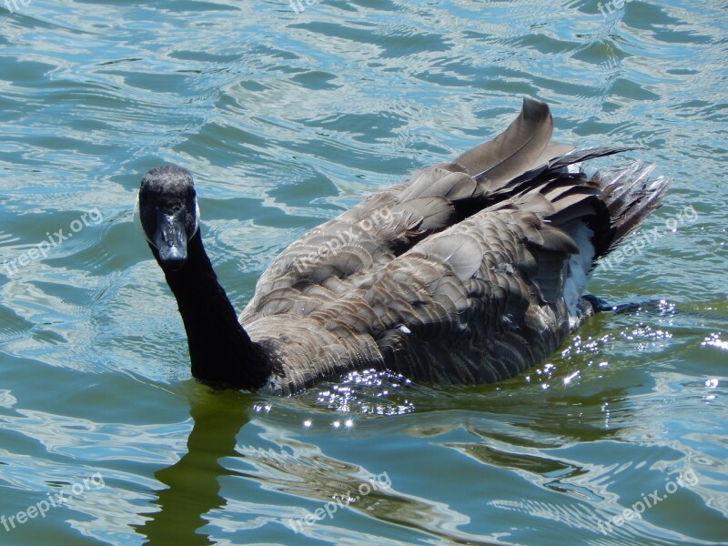 Canada Goose Waterfowl Bird Water Lake