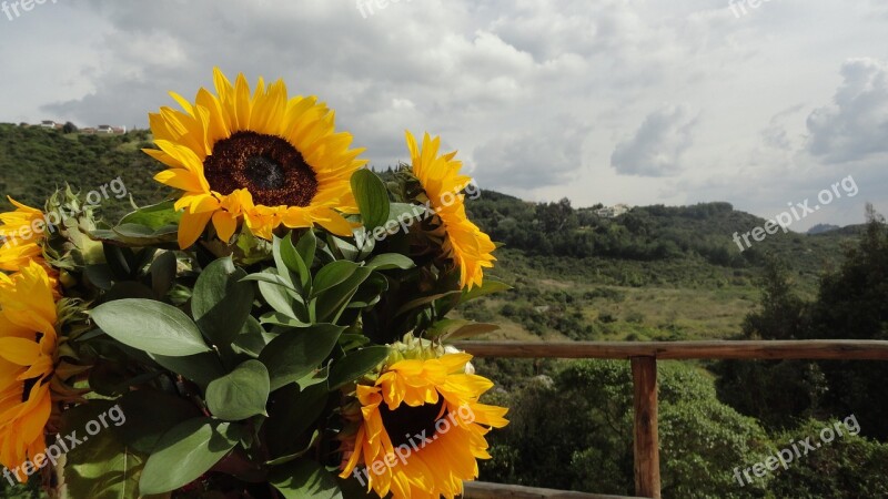 Sunflowers Yellow Green Flower Landscape