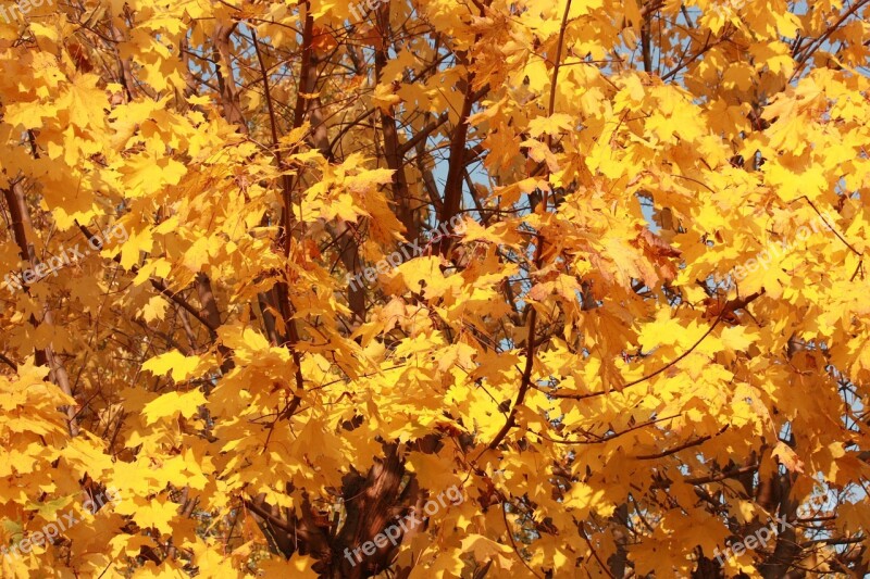 Golden Autumn Golden Maple Listopad Free Photos