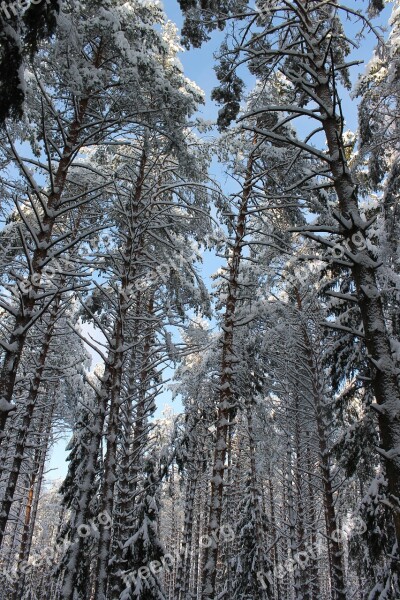 Pine Winter Winter Forest Thicket Free Photos