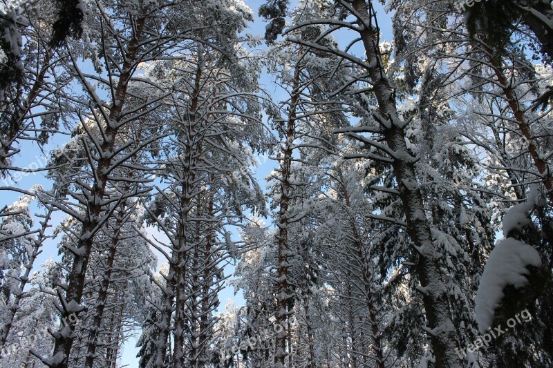 Winter Forest Pine Snow Winter Free Photos