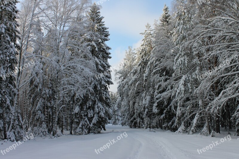 Winter Road Winter Landscape Winter Forest Free Photos