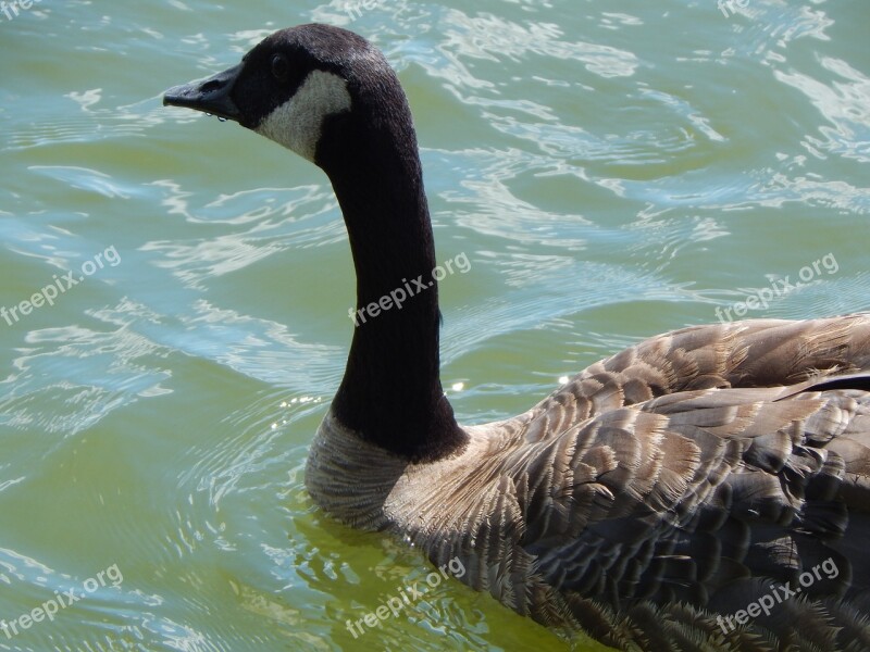 Canada Goose Waterfowl Lake Water Wildlife