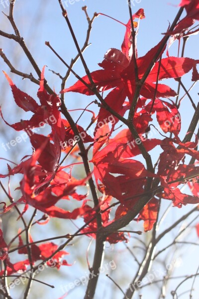 Acer Leaves Tree Red Winter