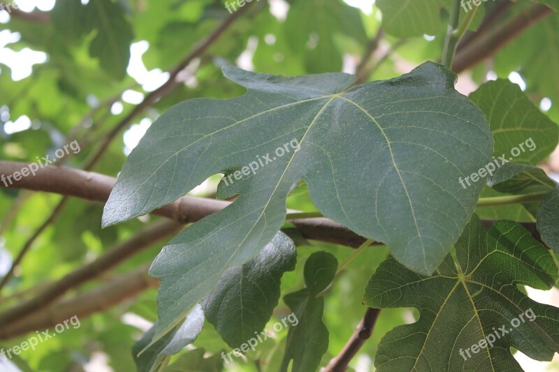 Leaf Fig Tree Tree Foliage Nature